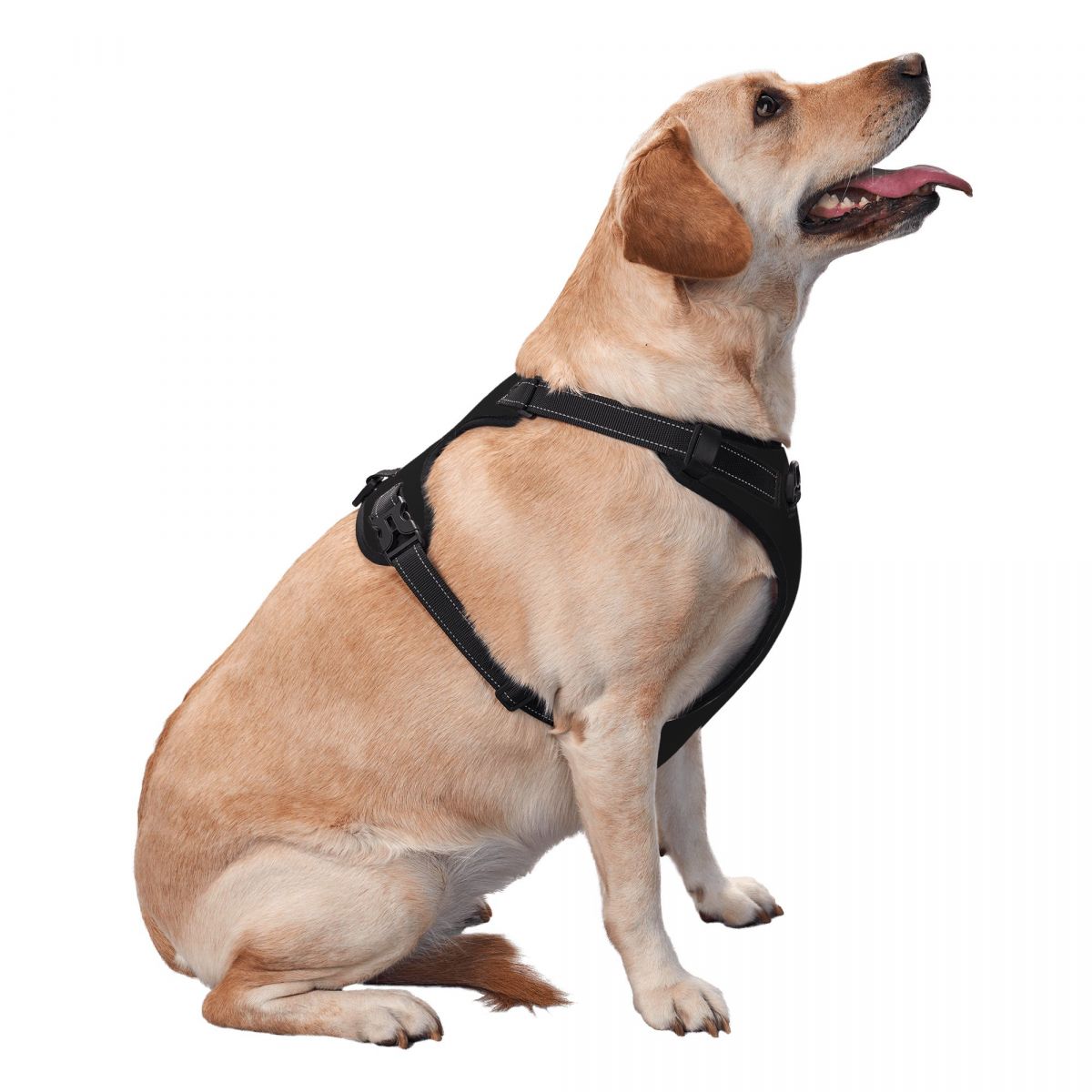 Dog Harness